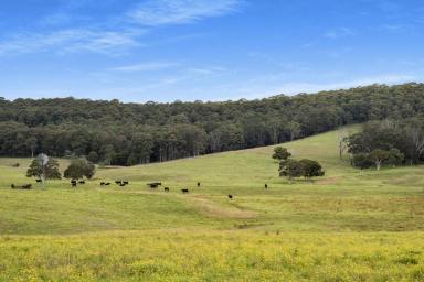 Lifestyle For Sale - NSW - Far Meadow - 2535 - "Roxy" (Image 2)