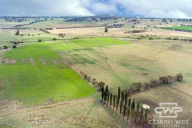 Mixed Farming For Sale - NSW - Glen Innes - 2370 - Premium Basalt Country With Creek Frontage Only 5 Minutes to Town (Image 2)