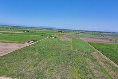 Other (Rural) For Sale - QLD - Jarvisfield - 4807 - 6000 Tonne Cane Farm with House - Shed - Irrigation  (Image 2)