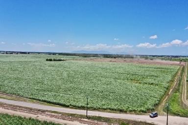 Other (Rural) For Sale - QLD - Jarvisfield - 4807 - 6000 Tonne Cane Farm with House - Shed - Irrigation  (Image 2)