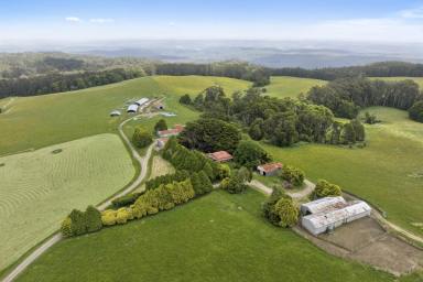 Livestock For Sale - VIC - Weeaproinah - 3237 - Jewel of the Otways (Image 2)