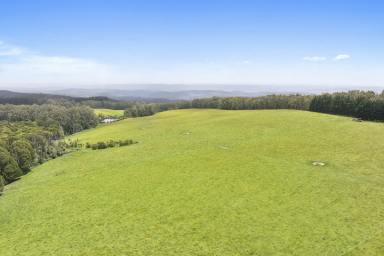 Livestock For Sale - VIC - Weeaproinah - 3237 - Jewel of the Otways (Image 2)