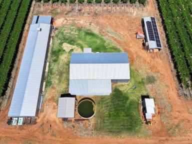 Horticulture For Sale - VIC - Cardross - 3496 - UNIQUE DRIED FRUIT PROPERY  (Image 2)