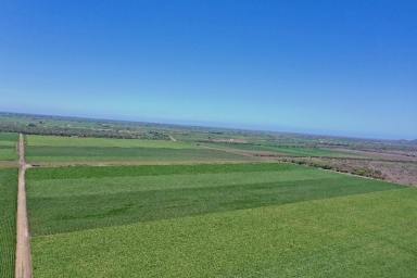 Other (Rural) For Sale - QLD - Fredericksfield - 4806 - 531 Acre Irrigated Cropping Property - Sheds - Machinery  (Image 2)