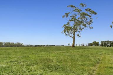 Livestock For Sale - VIC - Irrewillipe - 3249 - PRODUCTIVE PICTURESQUE COLAC DISTRICT COUNTRY  (Image 2)