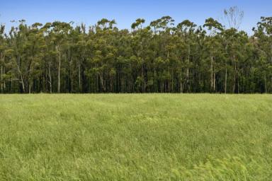 Livestock For Sale - VIC - Irrewillipe - 3249 - PRODUCTIVE PICTURESQUE COLAC DISTRICT COUNTRY  (Image 2)