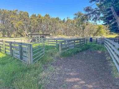 Mixed Farming For Sale - VIC - Gorae West - 3305 - Well Established With Excellent Infrastructure  (Image 2)