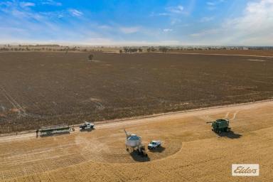 Cropping For Sale - VIC - Marnoo West - 3387 - Productive Wimmera Region Cropping Opportunity - 197 Acres  (Image 2)