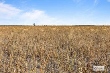 Cropping For Sale - VIC - Marnoo West - 3387 - Productive Wimmera Region Cropping Opportunity - 197 Acres  (Image 2)