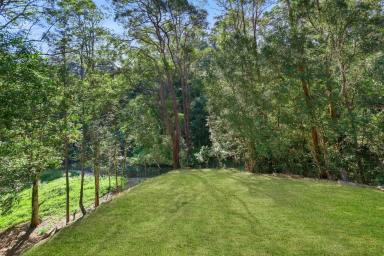 Acreage/Semi-rural For Sale - QLD - Eudlo - 4554 - Sunshine Coast Property Magic!!! Income Potential!!!  (Image 2)