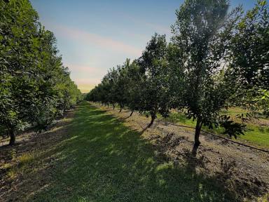 Acreage/Semi-rural For Sale - QLD - Goodwood - 4660 - RIVER FRONTAGE PROPERTY PRODUCING AN ANNUAL INCOME  (Image 2)