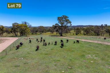 Lifestyle For Sale - NSW - Goulburn - 2580 - The Briars Estate
Very close to Goulburn's CBD, only 11 kms, (10 Minutes) this unique opportunity provides quality Rural Lifestyle living  (Image 2)
