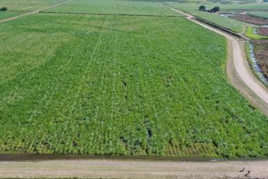 Other (Rural) For Sale - QLD - Alva - 4807 - 74 Acre Cane Farm - Open & Bore Water - Alva  (Image 2)