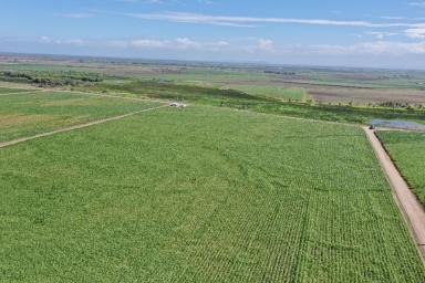 Other (Rural) For Sale - QLD - Alva - 4807 - 74 Acre Cane Farm - Open & Bore Water - Alva  (Image 2)