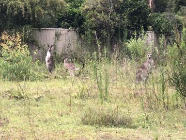 Residential Block For Sale - NSW - Wyee Point - 2259 - Rare vacant large block  (Image 2)