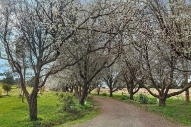 House For Sale - NSW - Werai - 2577 - "Appletreewick", Private Acreage Retreat at the End of Bibby's Lane  (Image 2)