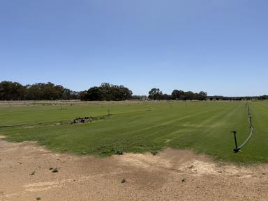 Residential Block For Sale - SA - Cambrai - 5353 - Affordable country block. Large shed, power and bore. Irrigation water available by negotiation. Build your country retreat with views (STCC).  (Image 2)