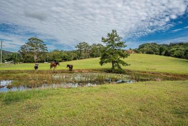 Acreage/Semi-rural For Sale - QLD - Bli Bli - 4560 - Truly Beautiful Gem - 13 Acres in the Heart of Bli Bli!  (Image 2)