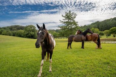 Acreage/Semi-rural For Sale - QLD - Bli Bli - 4560 - Truly Beautiful Gem - 13 Acres in the Heart of Bli Bli!  (Image 2)