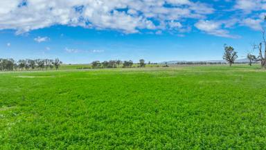 Mixed Farming Sold - NSW - Attunga - 2345 - QUALITY MIXED FARM WITH ABUNDANT OF WATER (Image 2)