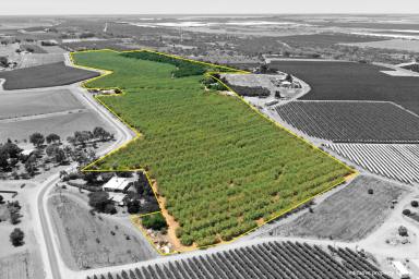 Horticulture For Sale - VIC - Red Cliffs - 3496 - QUALITY ALMOND PROPERTY (Image 2)