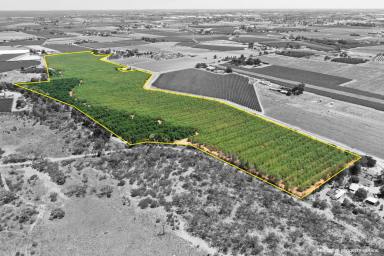 Horticulture For Sale - VIC - Red Cliffs - 3496 - QUALITY ALMOND PROPERTY (Image 2)