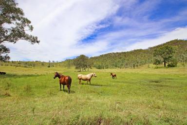 Other (Rural) Auction - QLD - Yarrol - 4630 - Burnett River Breeding  (Image 2)