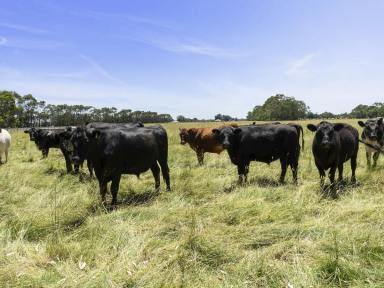 Livestock Sold - VIC - Swan Marsh - 3249 - “RISES VIEW” – SECURELY FENCED GRAZING WITH OUTSTANDING SHELTER  (Image 2)