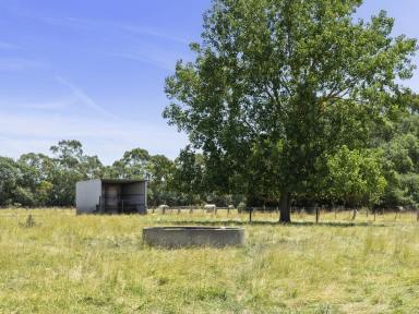 Livestock Sold - VIC - Swan Marsh - 3249 - “RISES VIEW” – SECURELY FENCED GRAZING WITH OUTSTANDING SHELTER  (Image 2)
