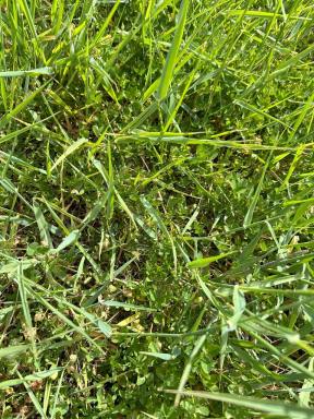 Mixed Farming For Sale - VIC - Coleraine - 3315 - Quality Land in Great Area - All reasonable offers considered  (Image 2)