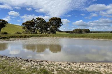 Mixed Farming For Sale - VIC - Coleraine - 3315 - Quality Land in Great Area - All reasonable offers considered  (Image 2)