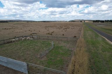 Mixed Farming For Sale - VIC - Henty - 3312 - 230 Acres approx. close to Casterton (Image 2)