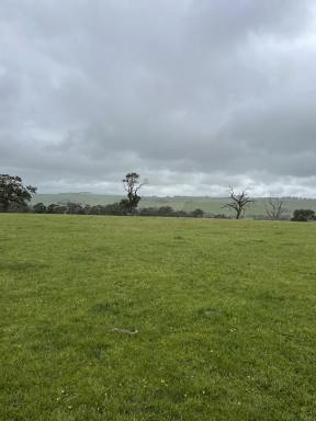 Mixed Farming For Sale - VIC - Henty - 3312 - Approximately 198 Acres, can be sold in two lots.  (Image 2)