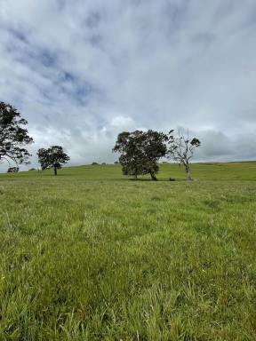 Mixed Farming For Sale - VIC - Henty - 3312 - Approximately 198 Acres, can be sold in two lots.  (Image 2)