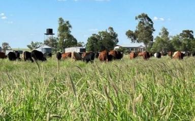 Mixed Farming Sold - QLD - Barcaldine - 4725 - SALTERN CREEK: A Rural Asset With Real Performance  (Image 2)
