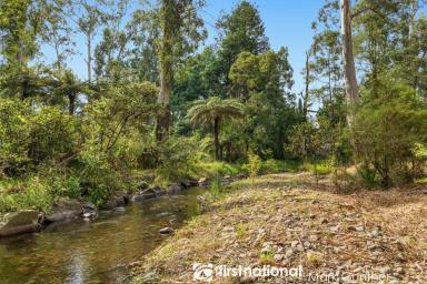 Residential Block For Sale - VIC - Healesville - 3777 - Rare Graceburn Frontage on Over Half an Acre  (Image 2)