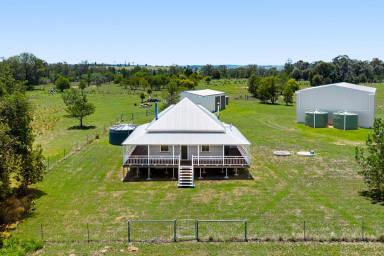 Livestock For Sale - QLD - Peranga - 4352 - 'Alpha'  (Image 2)