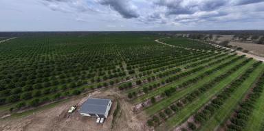 Horticulture For Sale - QLD - Bucca - 4670 - ESTABLISHED MACADAMIA ORCHARD  (Image 2)