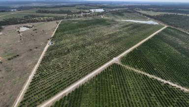 Horticulture For Sale - QLD - Bucca - 4670 - ESTABLISHED MACADAMIA ORCHARD  (Image 2)