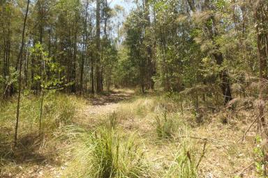 Lifestyle For Sale - NSW - Drake - 2469 - IN THE JUNGLE  (Image 2)