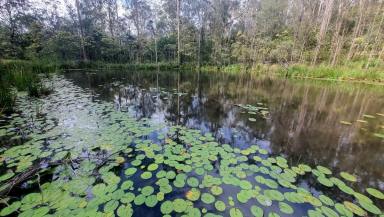 Lifestyle For Sale - NSW - Drake - 2469 - IN THE JUNGLE  (Image 2)