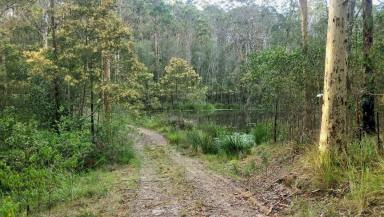Lifestyle For Sale - NSW - Drake - 2469 - IN THE JUNGLE  (Image 2)