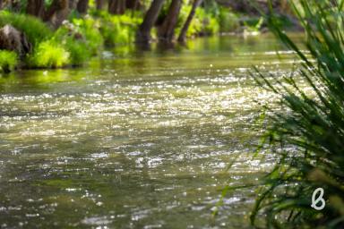 Other (Rural) Sold - NSW - Singleton - 2330 - "The Longyard" | Scale, Water & Infrastructure on 79.72ha (197 acres approx.)  (Image 2)