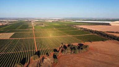 Horticulture For Sale - NSW - Nericon - 2680 - INSTITUTIONAL-GRADE CITRUS ORCHARD + 2,717ML*  (Image 2)