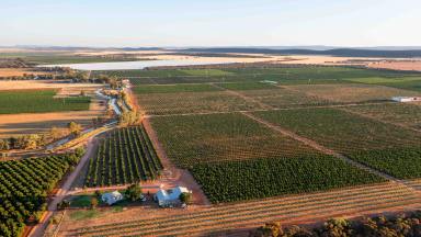 Horticulture For Sale - NSW - Nericon - 2680 - INSTITUTIONAL-GRADE CITRUS ORCHARD + 2,717ML*  (Image 2)