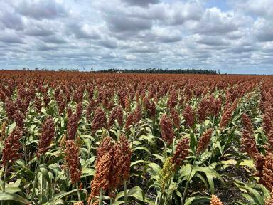 Cropping Auction - QLD - Jandowae - 4410 - PRODUCTIVE DRYLAND CROPPING OPERATION  (Image 2)
