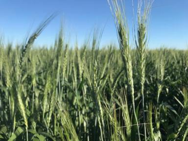 Cropping Auction - QLD - Jandowae - 4410 - PRODUCTIVE DRYLAND CROPPING OPERATION  (Image 2)