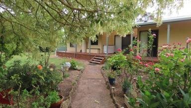 Livestock Auction - SA - Moerlong - 5278 - 236 Acres a Great Addition  (Image 2)