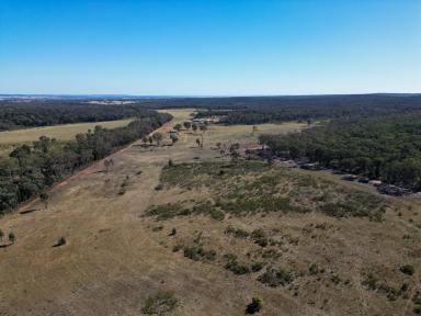 Livestock Auction - NSW - Cobbora - 2844 - Timbertop  (Image 2)