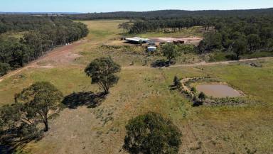 Livestock Auction - NSW - Cobbora - 2844 - Timbertop  (Image 2)